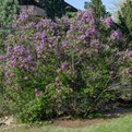 Persian Lilac